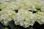 Hydrangea macrophylla Caipirinha, 13 cm podā