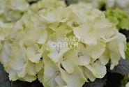 Hydrangea macrophylla Caipirinha, 13 cm podā