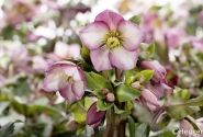 Helleborus glandorfensis HGC Ice N Roses Rose (17 cm)
