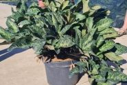 Helleborus glandorfensis HGC Ice N Roses Rose (17 cm)