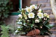 Helleborus hybridus HGC Snow Dance (15 cm)