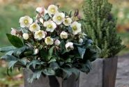 Helleborus hybridus HGC Snow Dance (15 cm)