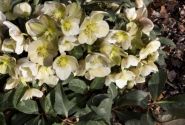 Helleborus hybridus HGC Marlon (17 cm)