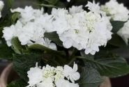 Hydrangea macrophylla Fanny, 13 cm podā