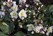 Helleborus ericsmithii HGC Snow Dance