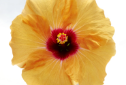 Hibiscus rosa-sinensis Adonicus Apricot (13cm)