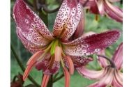 Lilium MA Alberta Morning (P313 JW03)