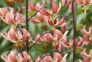 Lilium MA Alberta Morning (P313 JW03)