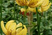 Lilium MA Golden Morning (P334 JW28)