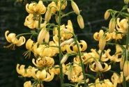 Lilium MA Golden Morning (P334 JW28)