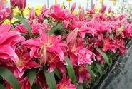 Lilium OR Grand Amour