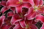 Lilium OR Star Gazer