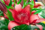 Lilium LA Dynamix