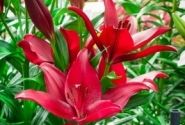 Lilium LA Red Rock