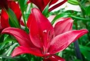 Lilium LA Red Rock