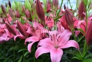 Lilium LA Yerseke
