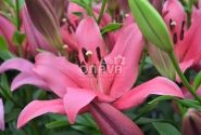 Lilium LA Yerseke