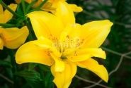 Lilium AZ Fata Morgana