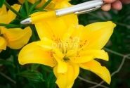 Lilium AZ Fata Morgana