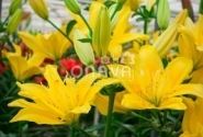Lilium AZ Fata Morgana