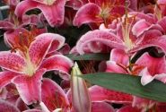 Lilium OR Starfighter