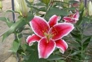 Lilium OR Starfighter