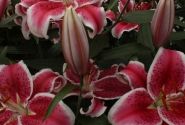 Lilium OR Starfighter