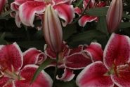 Lilium OR Starfighter
