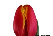 Tulipa, triumfa Trailblazer