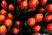 Tulipa, triumfa Trailblazer (DZESĒTI)