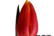 Tulipa, triumfa Titan