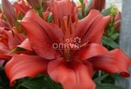Lilium LA Pokerface