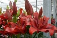 Lilium LA Pokerface