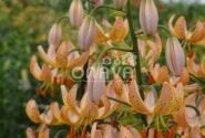 Lilium MA Guinea Gold