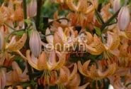 Lilium MA Guinea Gold