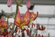 Lilium MA Manitoba Morning