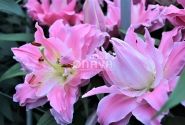 Lilium OR Dreamline