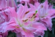 Lilium OR Dreamline