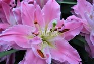 Lilium OR Dreamline