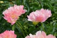 Paeonia hybride Coral Sunset 3/5