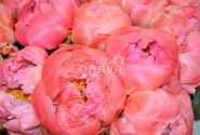 Paeonia hybride Coral Sunset 3/5