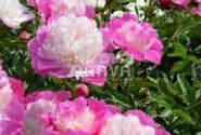 Paeonia lactiflora Gay Paree 3/5