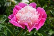 Paeonia lactiflora Gay Paree 3/5