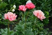 Paeonia hybride Lorelei 3/5