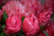 Paeonia hybride Lorelei 3/5