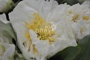 Paeonia hybride Sunny Girl 3/5