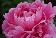 Paeonia lactiflora Jadwiga 3/5