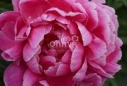 Paeonia lactiflora Jadwiga 3/5