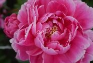 Paeonia lactiflora Jadwiga 3/5