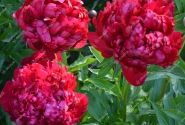 Paeonia hybride Christmas Velvet 3/5